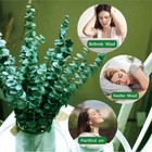 20 Pcs Preserved Dried Eucalyptus Stems  17  Natural Fresh Eucalyptus Branche   