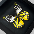 Gothic Decor Real Framed Butterfly Taxidermy Insect Oddities Gothic Wall Decor