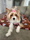 100 Pack Small Dog Hair Bows     Bowknot Grooming Bands For Puppies   Yorkies