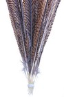 Golden Pheasant Side Tail Feathers Natural 12 Pcs 20 -25  Long Crafts Hat 146d