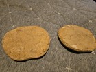 Pair Of Fossilized Echinoid Sand Dollar Fossils