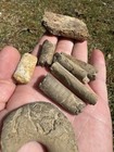 Cretaceous Fossil Collection From Prairie Bluff Formation North Mississippi