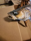 Vintage 24  Walleye Fish Mount