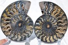 Large Black Ammonite Pair Crystals 110myo Fossil Xxl 175mm 6 9  9569bb