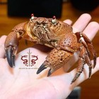 Crab Specimen Eriphia Ferox  Museum-quality Taxidermy   Display Box