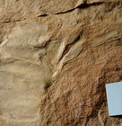 Rare Unknown Huge Carboniferous Arthropod Fossil Eurypterid   Exuvia Molt Skin