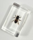 44mm Real Honeybee Honey Bee In Clear Lucite Resin Science Education Specimen