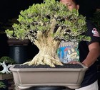 Real Peacture     Buxus Harlandii    Boxwood Harland    Old Tree    Medium Size