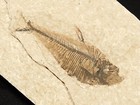X-ray Bones  On This 50 Million Year Old  Diplomystus Fish Fossil Wyoming 181gr
