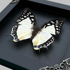 Real Butterfly Framed Taxidermy Insect Collections Butterfly Mounted Box Decor