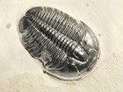 Larger  Elrathia Trilobite Fossil 100  Natural From Cambrian Utah 425gr  c