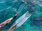 C4 Carbon Ghost Fins Freediving  Snorkeling  Scuba Clear  Transparent Fins