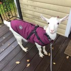 Pet Dog Jacket With Harness Winter Warm Dog Clothes For Labrador Waterproof Nice