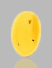 Hymenoptera  wasp  - Fossil Insect Inclusion In Dominican Amber
