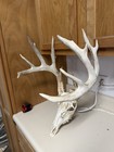 Deer Bone Skull With Antlers European Mount Taxidermy Style Skull Decor