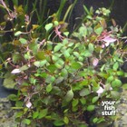 Ludwigia Sp  Super Red Mini Live Aquarium Plants -   buy 1 Get 1 At 50  Off