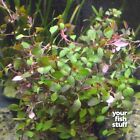 Ludwigia Sp  Super Red Mini Live Aquarium Plants Buy One Get One 50  Off  Potted