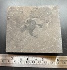 Juvenile Eurypterid Fossil - Eurypterus Remipes - Silurian Herkimer  Ny