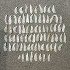 Lot 77 Sc Long Oyster Shells Crafts Art Wedding Chimes Ornaments 3-4 5   