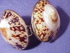 Thimble Holder shell nice   b  or Gift Holder