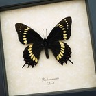 Papilio Scamander Female Butterfly Real Framed Swallowtail Rare Moonlight