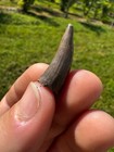 Gorgeous Croc Crocodile Tooth Thecachampsa Bone Valley Fossil Extinct Carnivore
