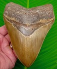 5 88  Megalodon Shark Tooth     Deep Orange Blade     North Carolina Usa     14 Oz