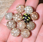 Antique Venetian White   Black Lampwork Skunk Trail Deco Eye Beads African Trade