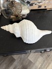 Giant Florida Horse Conch 13    Long 5 1 2    Wide  Sanibel Island Find 1988
