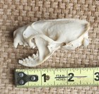 Real Mink Skull Taxidermy Animal Specimen Wild Iowa Mink Decoration  N103