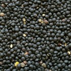 Black Lentils Beans