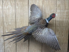 Brand New Ringneck Rooster Pheasant Taxidermy Flying Wall Mount