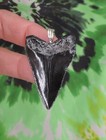 Megalodon Sharks Tooth Pendant Nice No Restorations Fossil Sharks Teeth Tooth