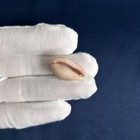 Zonaria Pyrum Petitiana cypraea Petitiana  23 5mm  Cowrie Seashell From Senegal