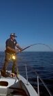 Jaws Ultimate Fighting Belt Harness W  Plate Combo For Big Game Fishing Size Xxl