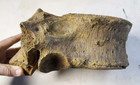 Fossilized American Columbian  Mammoth Thoracic Vertebrae