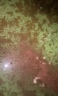 Daphnia Magna Kit  1000 live Daphnia   Magic Food To Make 1 Gallon Supply
