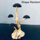 Aquarium Moss Tree Driftwood Fish Tank Landscaping Water Grass Trunk