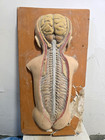 Big Antique 1930s 3d Anatomical Model Of The Nervouse System Of A Newborn