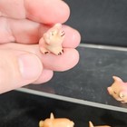 Vintage Miniature Micro 1 2  Porcelain   Plastic Pig Piglet Figurines Lot Of 5
