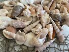 Large Beautiful Seashells Sea Shells Best Value   Price Free Ship  Us Seller 
