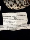 Cypraea Tigris Special Color   Form 69 7mm Indonesia F    2021  e043 