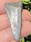 Natural Great White Tooth 1 49    Not Megalodon Fossil Shark Teeth