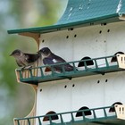 S k Purple Martin House  12 Room Pbh-12