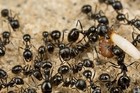Black Desert Harvester Ants Veromessor Pergandei Queen Ant W Brood Live Feeder