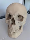 Anatomically Correct Human Skull 3d Printed  Very Fine Detail 