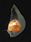 Vintage Carved Conch Shell Night Light Lamp