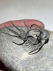 Rare Top Quality Flying Ceratarges Ziregensis Trilobite Fossil  Large 2 5   