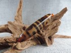 Antique Energy Tibetan Old Agate Dzi Bead Amulet For Pendant Tibet Gzi Bead H3