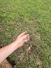 Japanese Ww2 Type 99 Long Rifle Arisaka Cleaning Rod Stock Bolt 29in